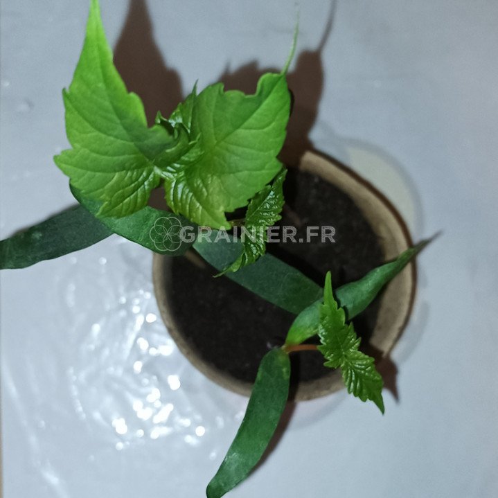 Érable sycomore, érable de montagne, Acer pseudoplatanus image